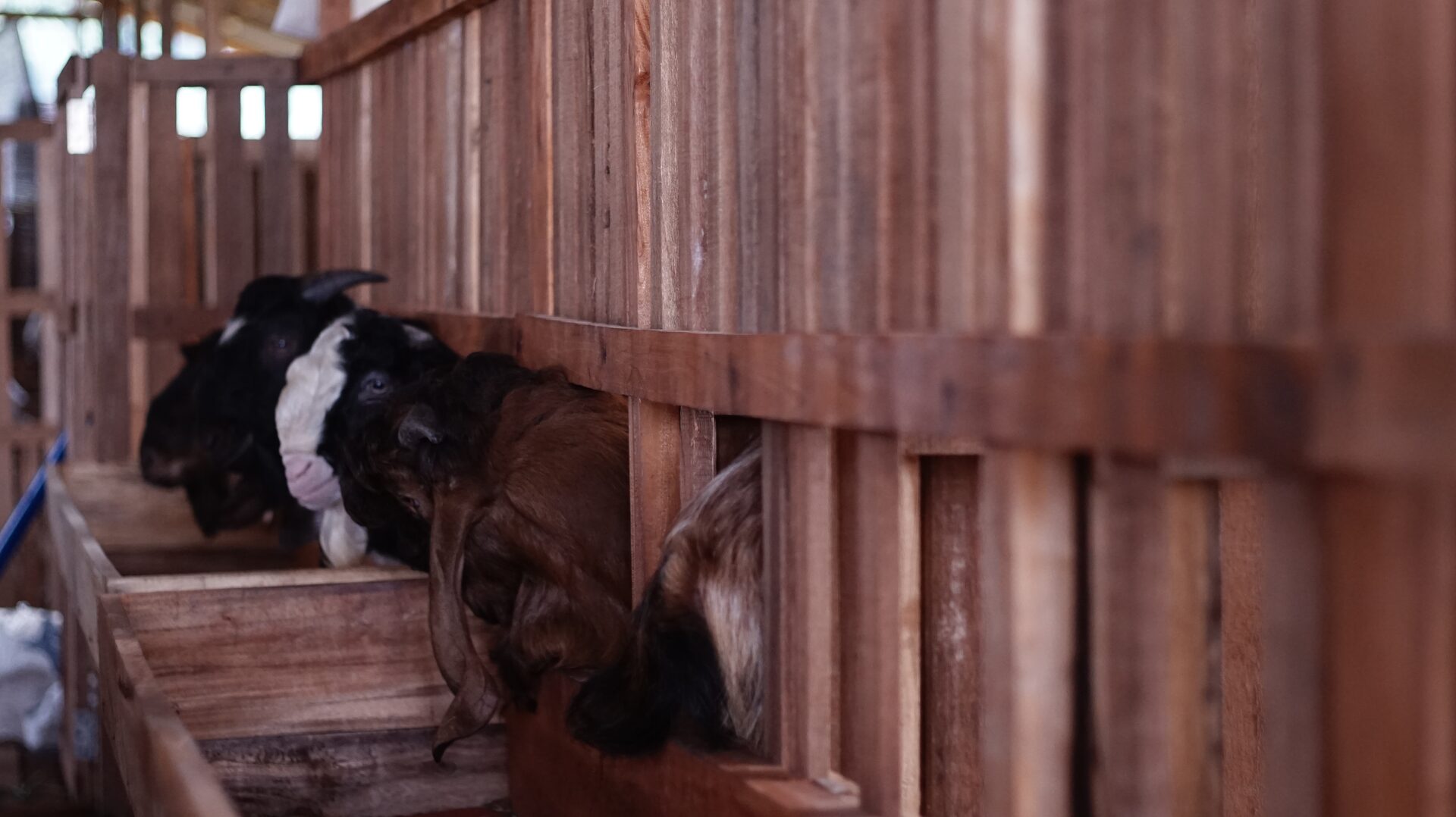 Jawarandu Putih Merah Jambul