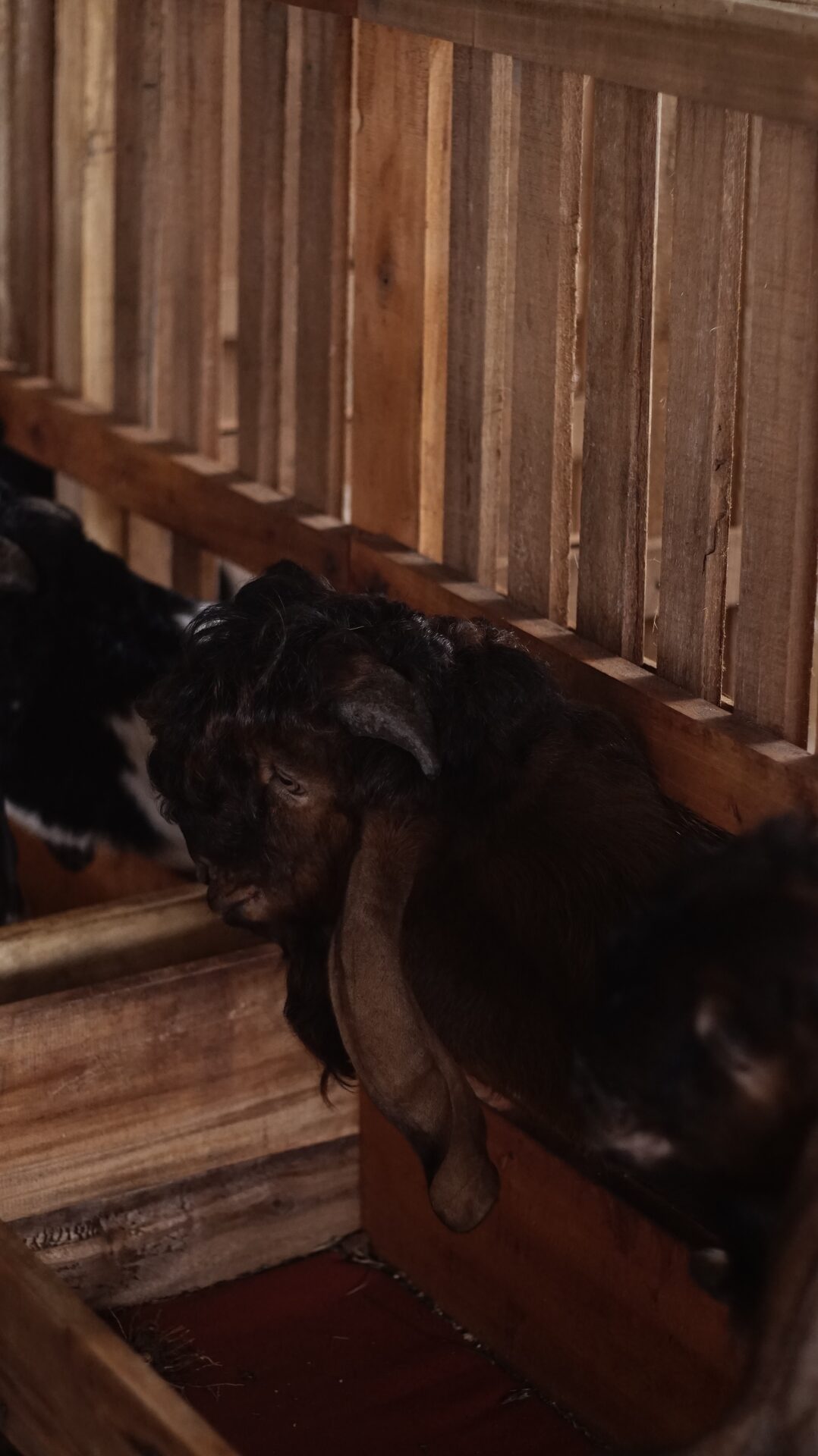 Jawarandu Putih Merah Jambul 2