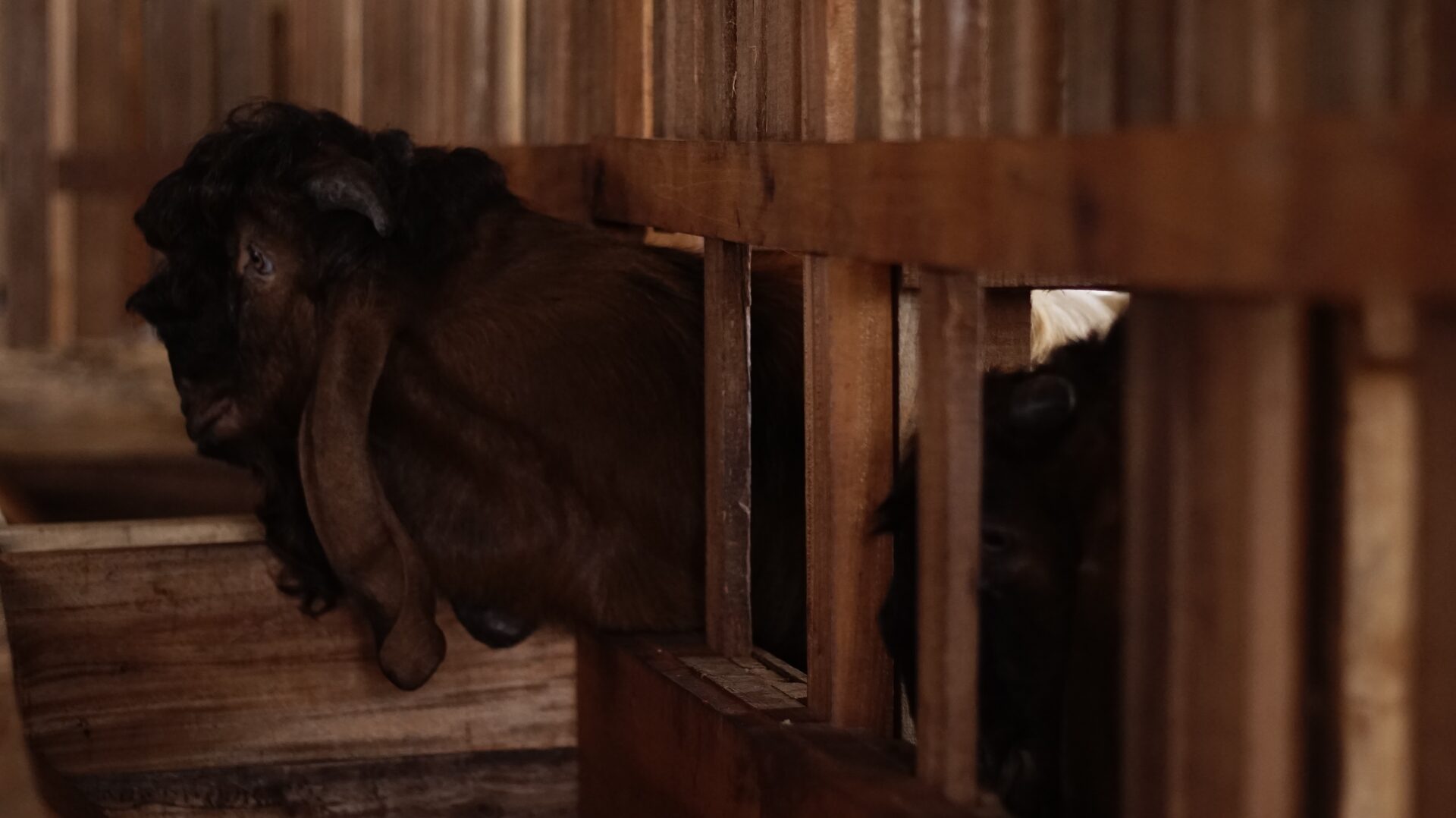 Jawarandu Putih Merah Jambul 3