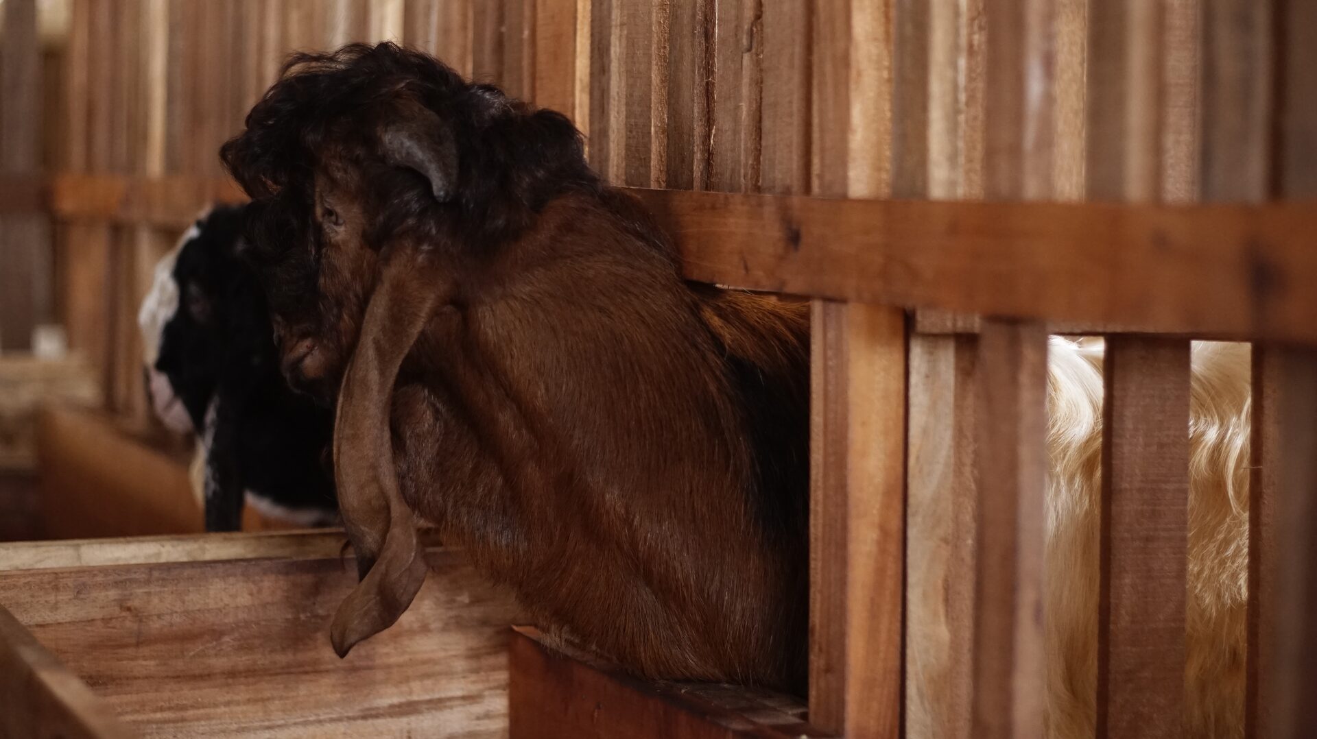 Jawarandu Putih Merah Jambul 4