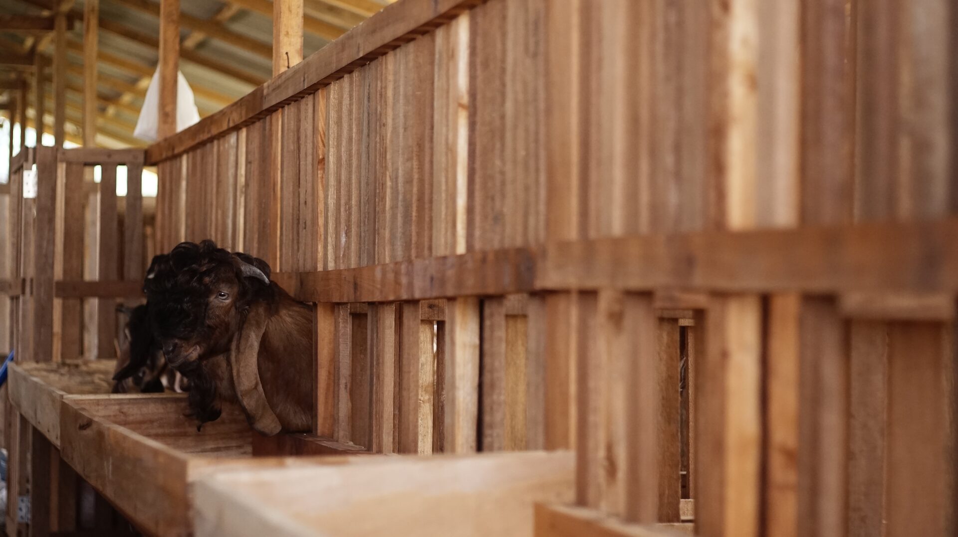 Jawarandu Putih Merah Jambul 5