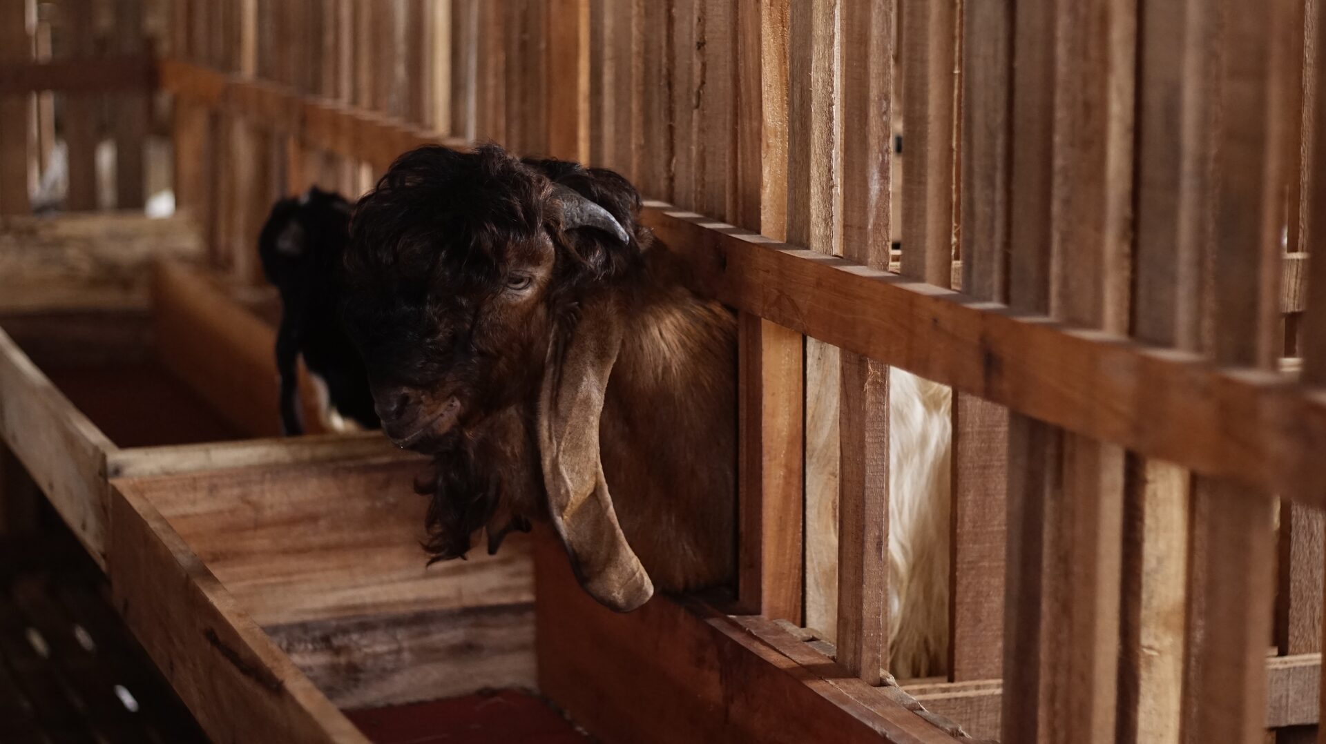 Jawarandu Putih Merah Jambul 6