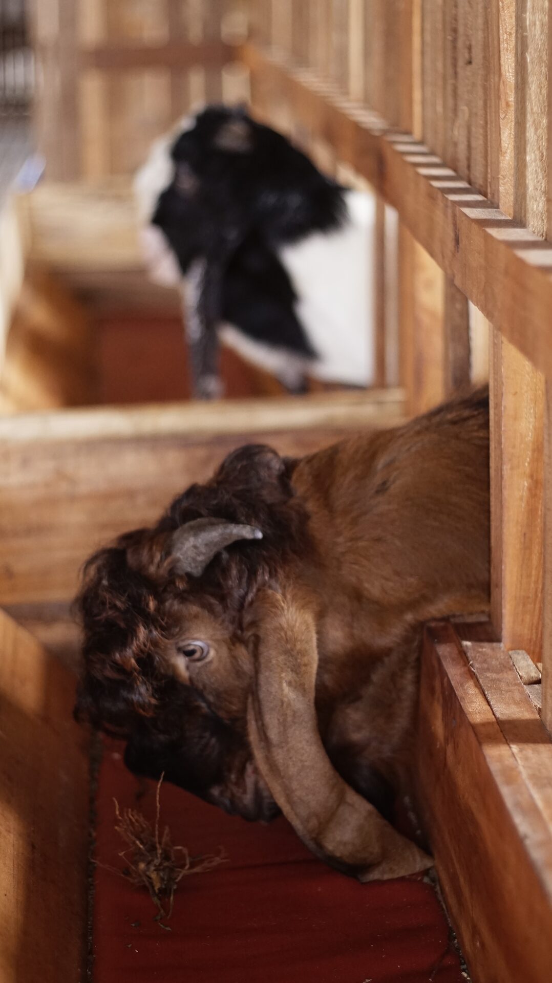 Jawarandu Putih Merah Jambul 7