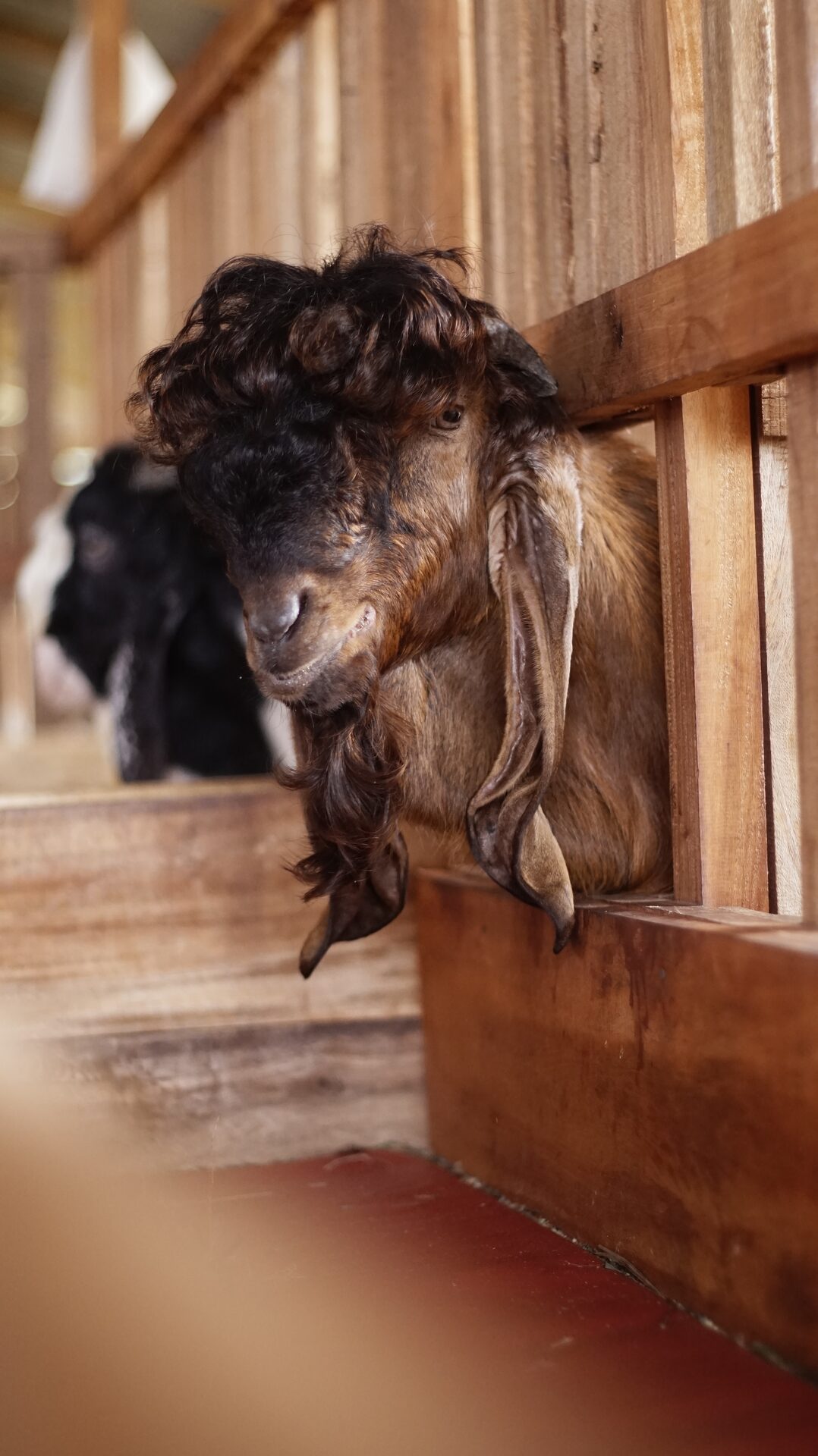 Jawarandu Putih Merah Jambul 8