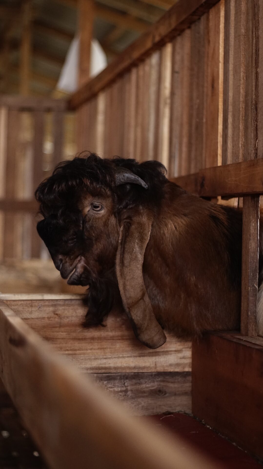 Jawarandu Putih Merah Jambul 9