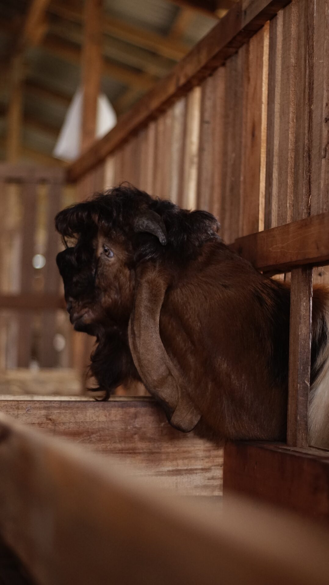 Jawarandu Putih Merah Jambul 10