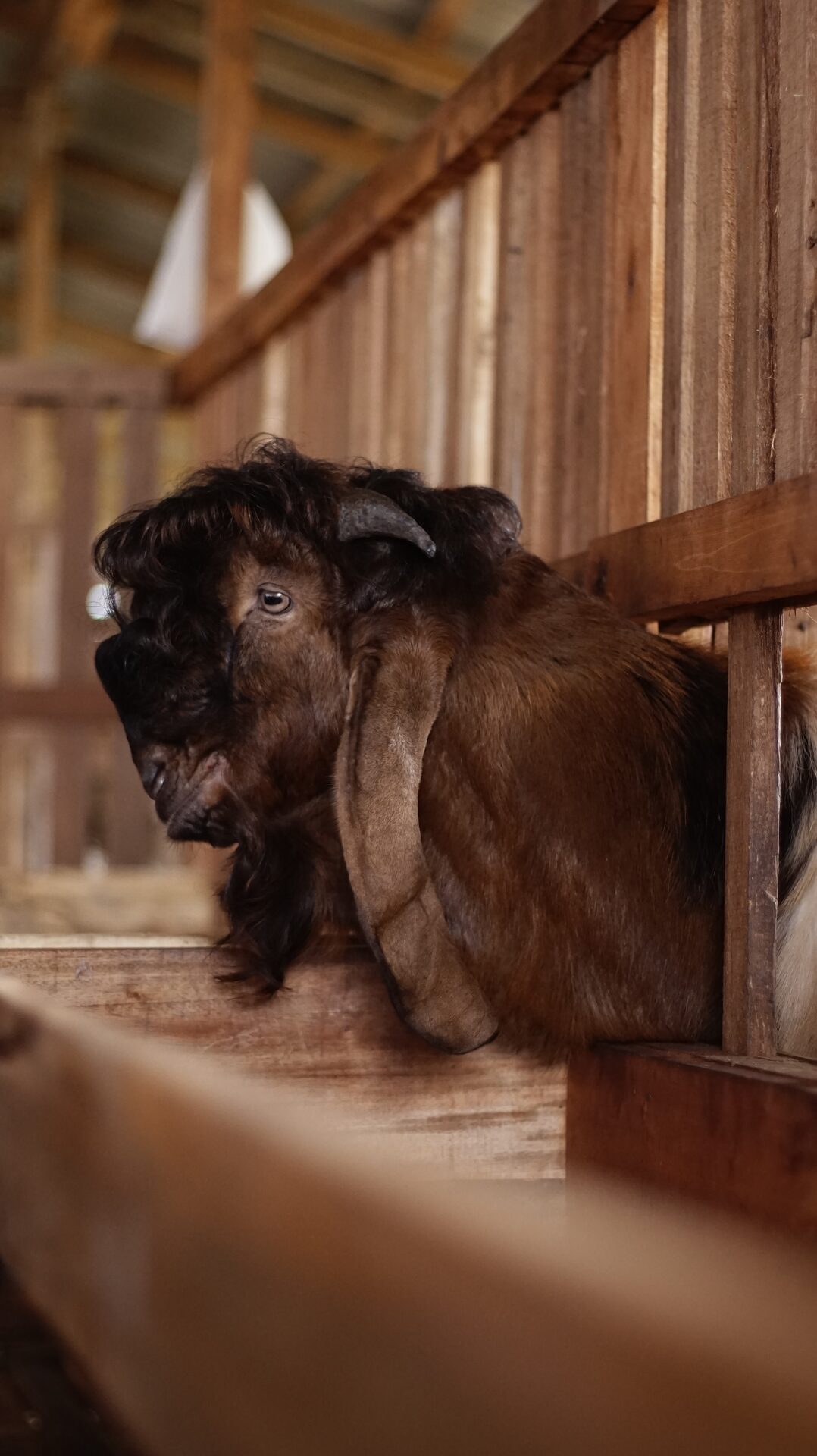 Jawarandu Putih Merah Jambul 11
