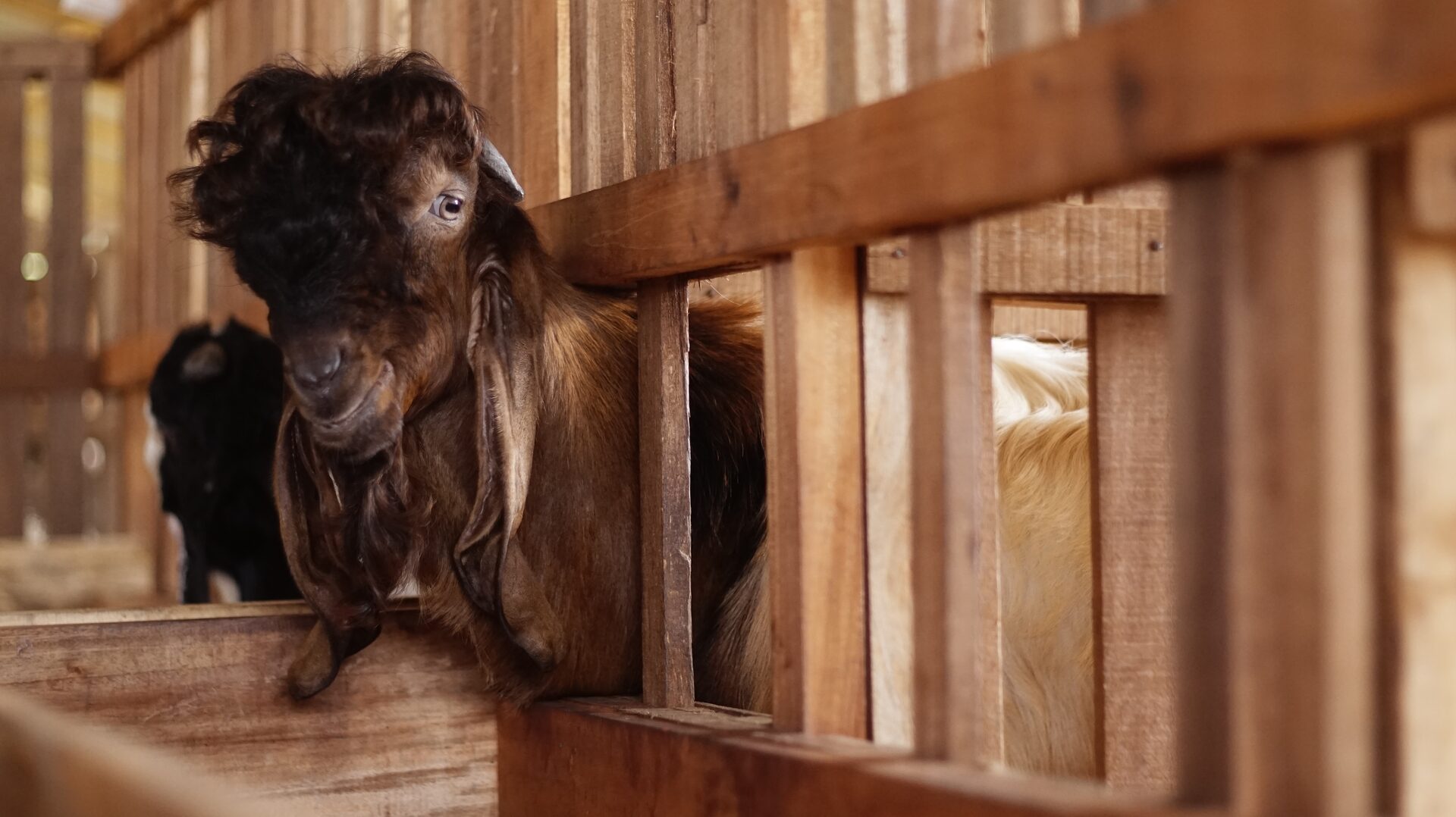 Jawarandu Putih Merah Jambul 12