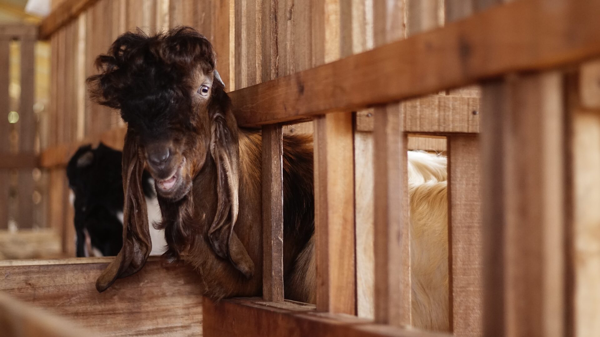 Jawarandu Putih Merah Jambul 13