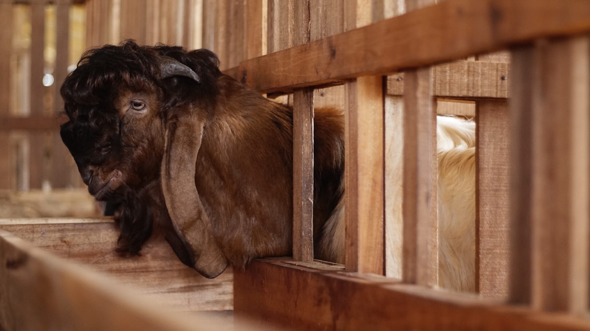 Jawarandu Putih Merah Jambul 14