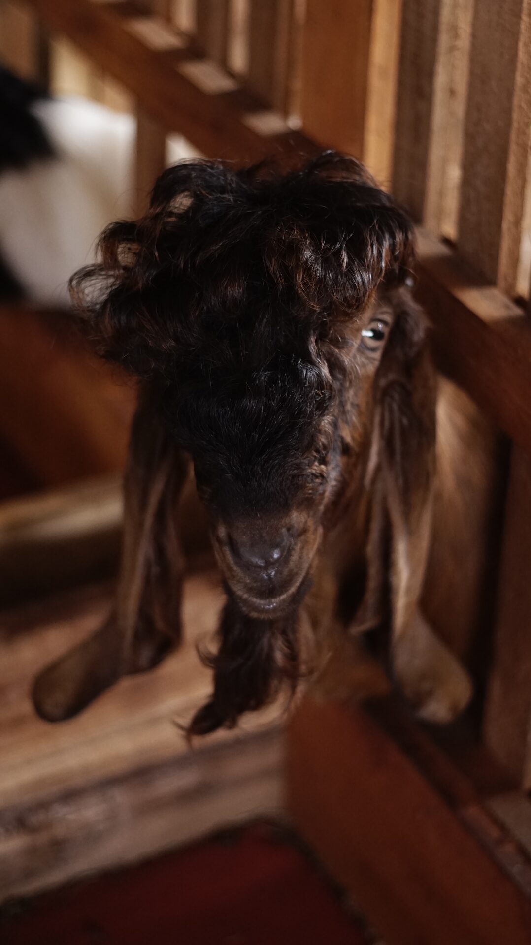 Jawarandu Putih Merah Jambul 15