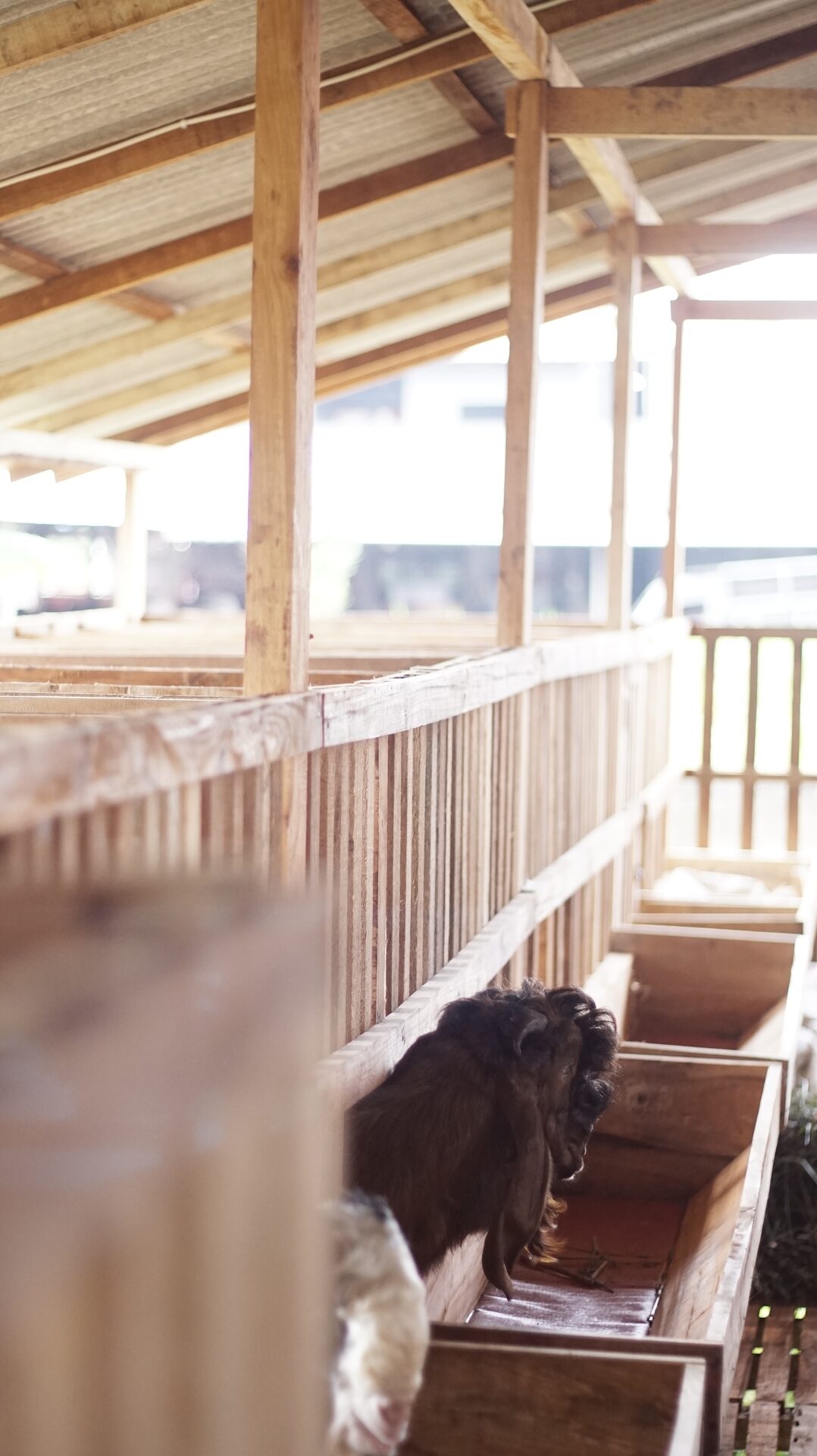 Jawarandu Putih Merah Jambul 16