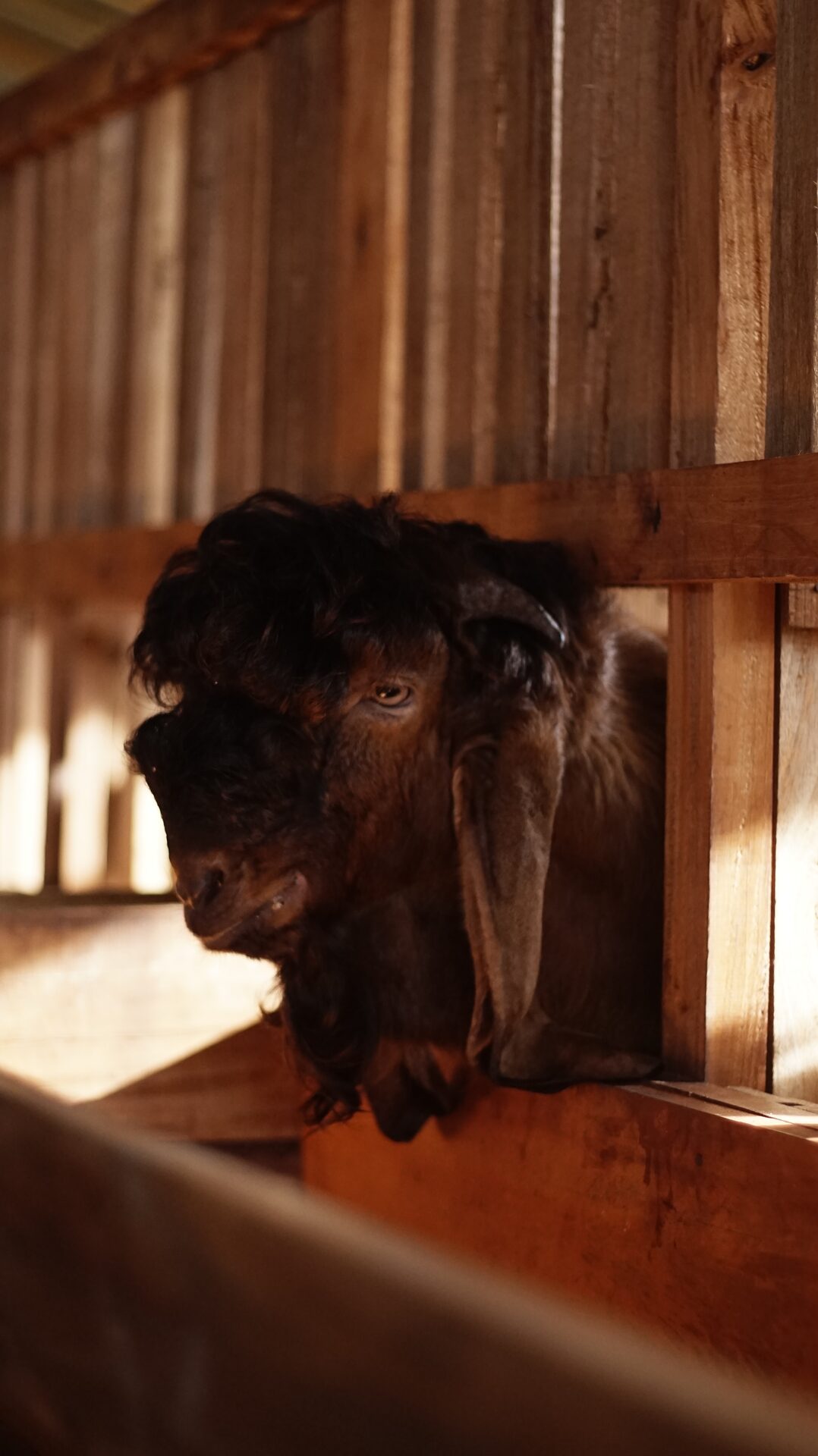 Jawarandu Putih Merah Jambul 17