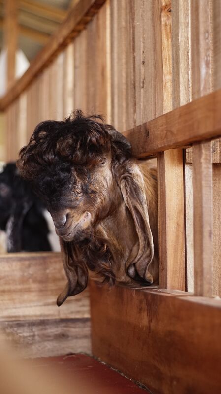 Jawarandu Putih Merah Jambul 19