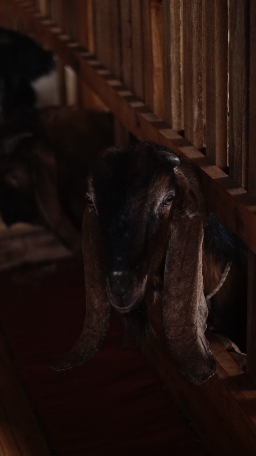 Jawarandu Jerabang 2