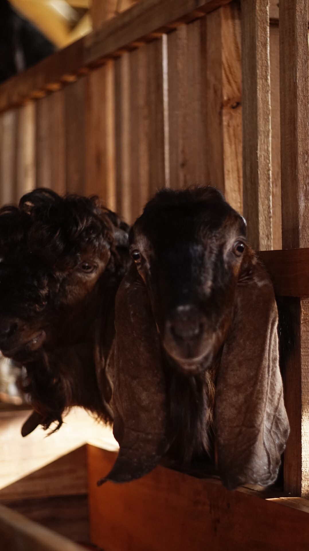 Jawarandu Jerabang 4