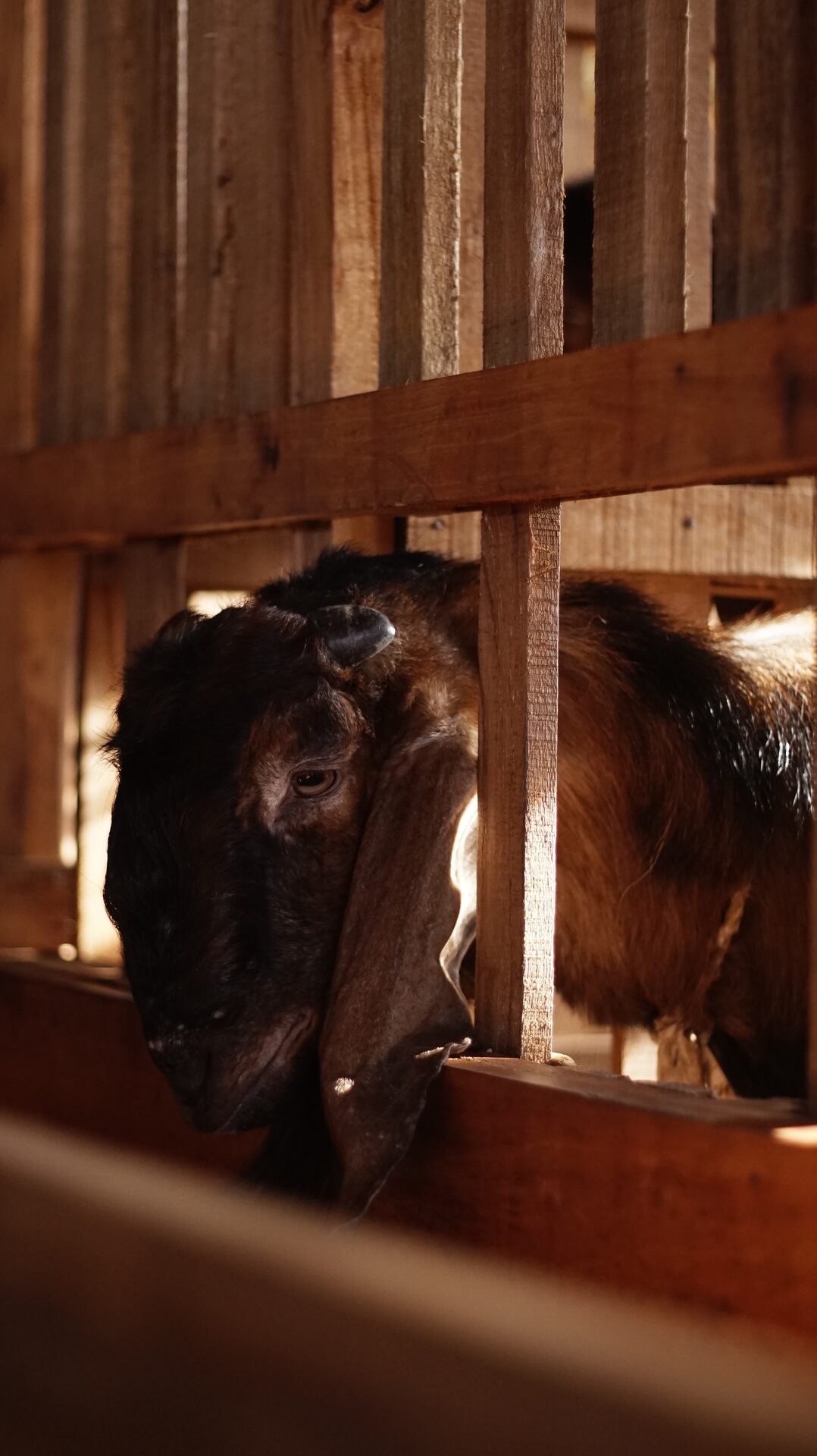 Jawarandu Jerabang 5