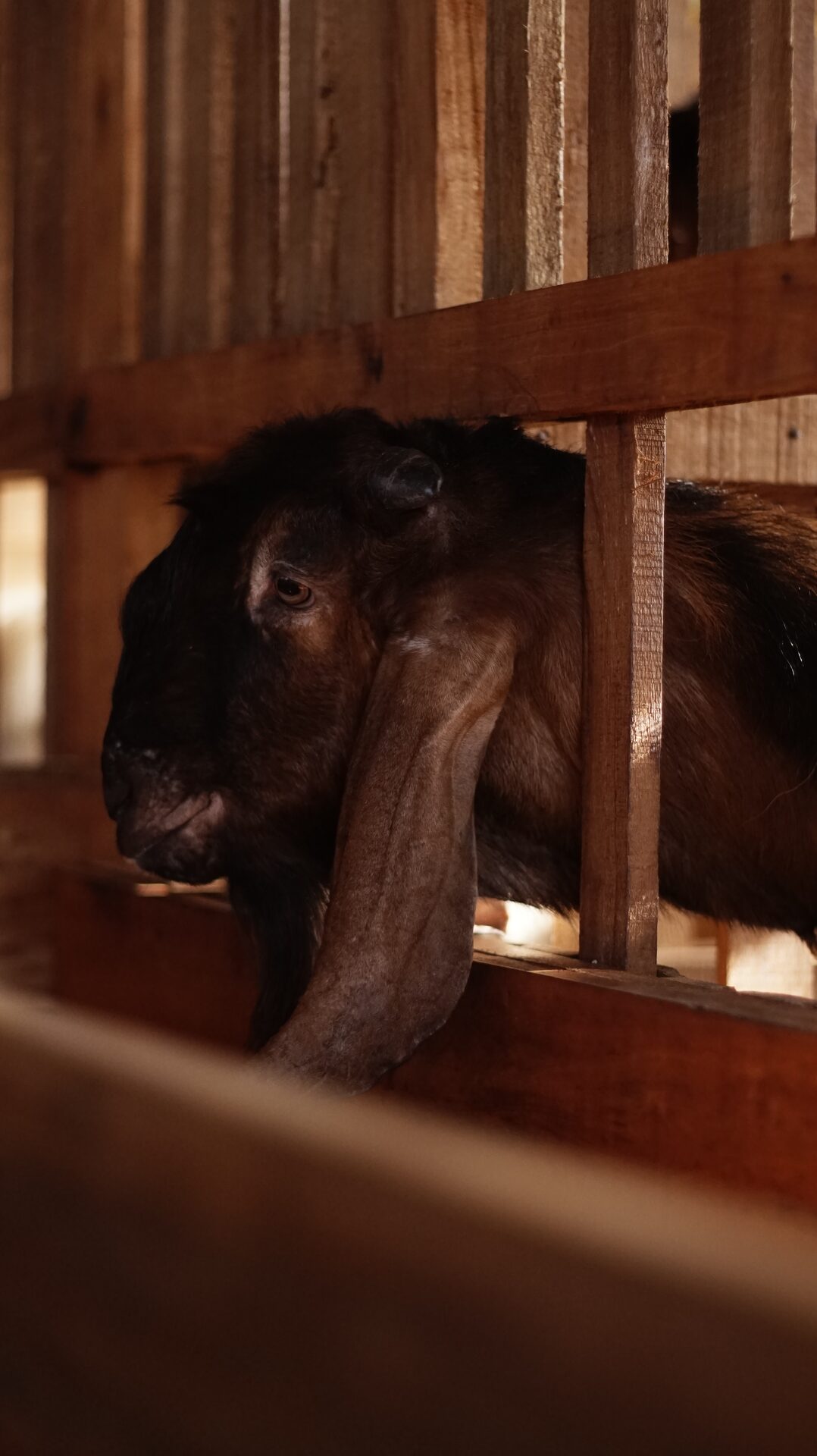 Jawarandu Jerabang 6