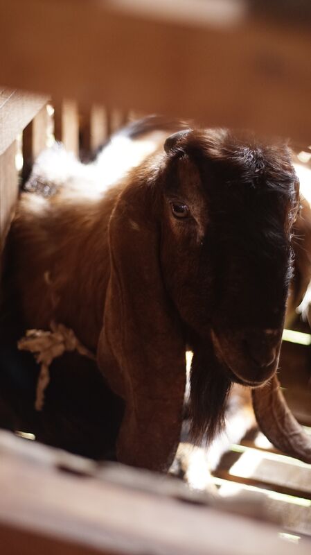 Jawarandu Jerabang 7