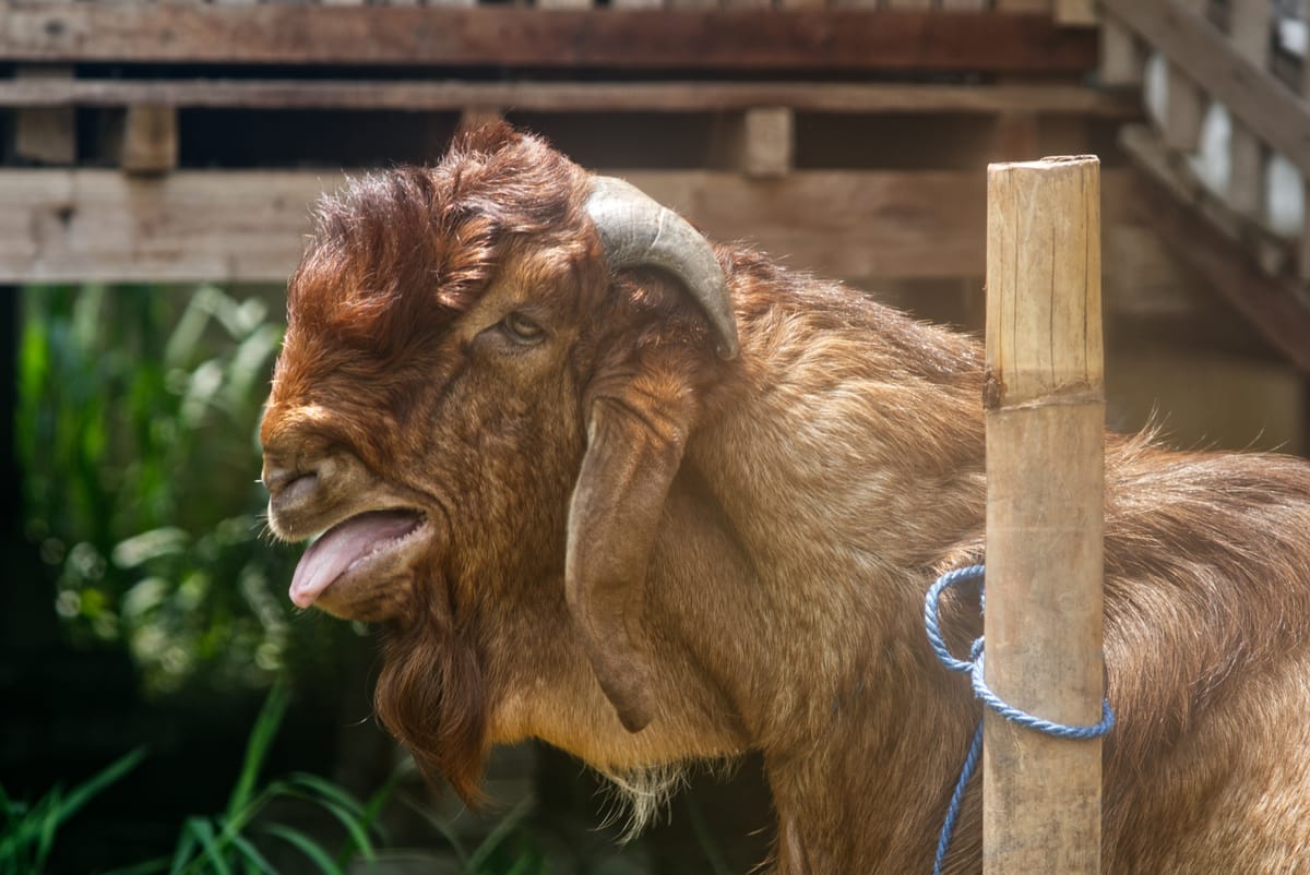 Crossboer Jerabang 2