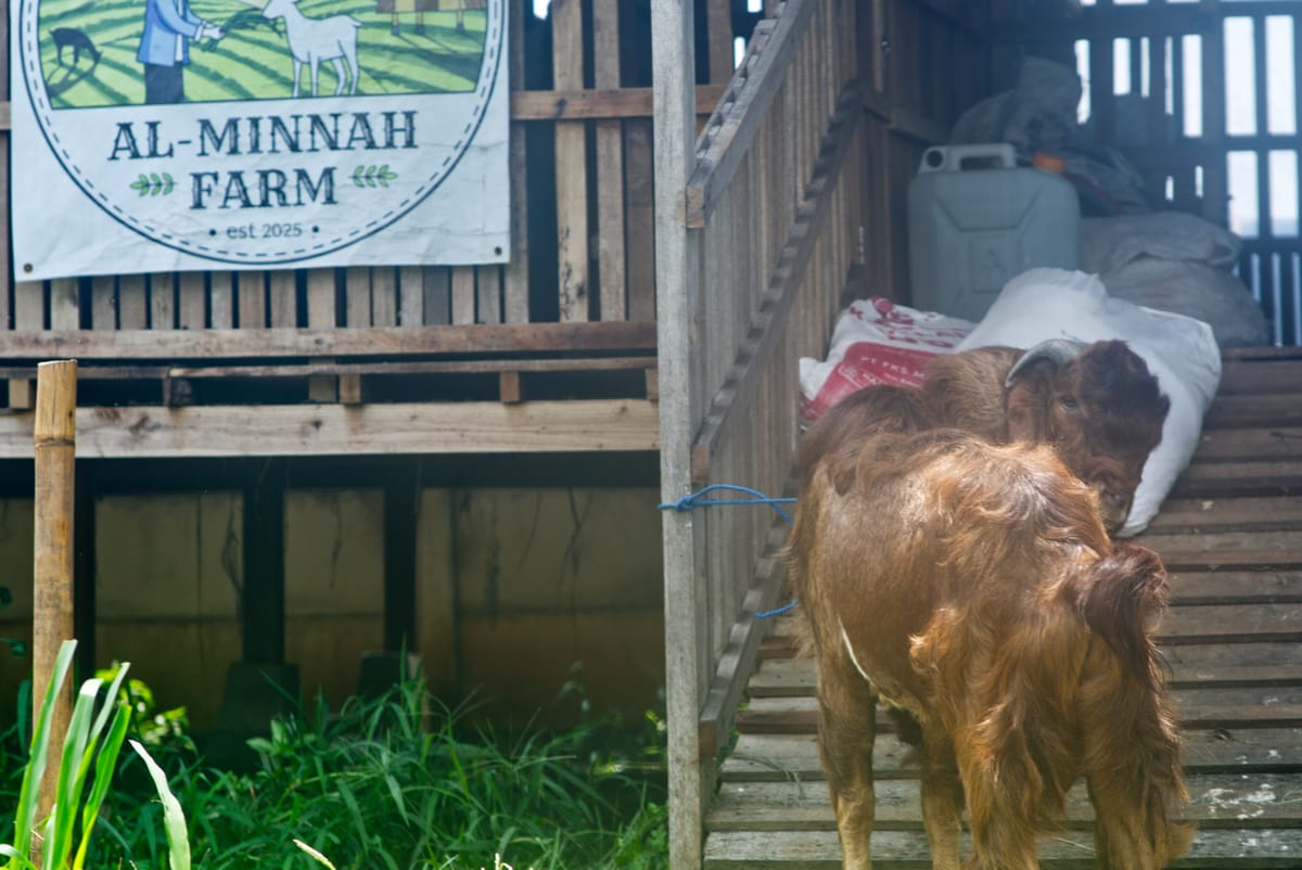 Crossboer Jerabang 3