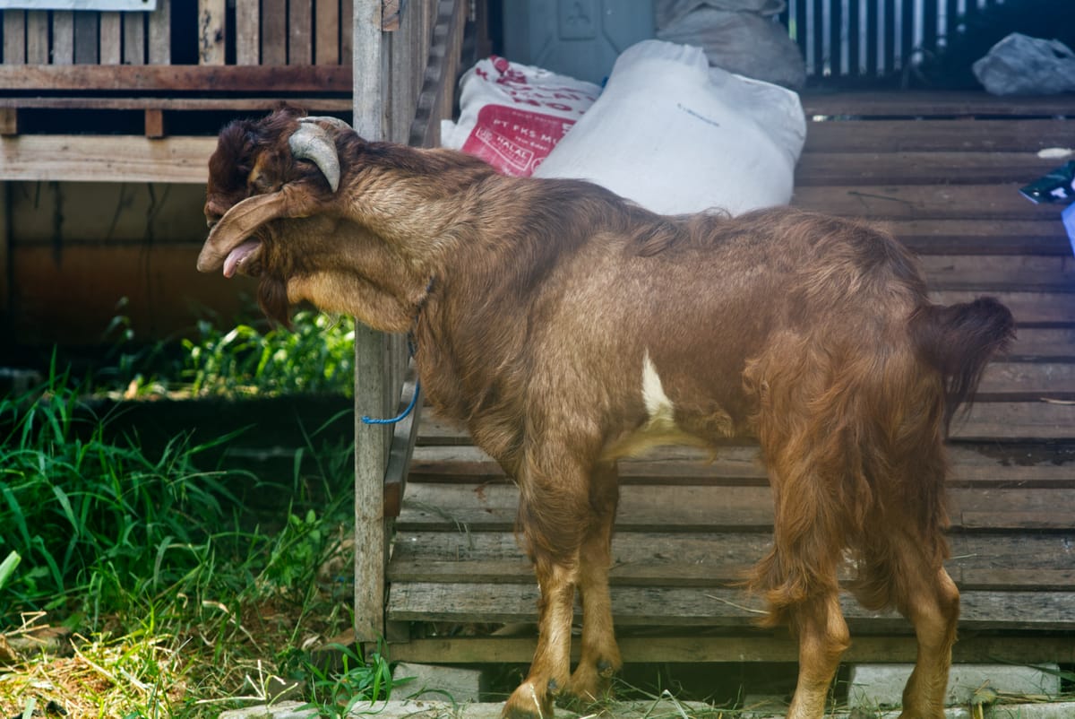 Crossboer Jerabang 4