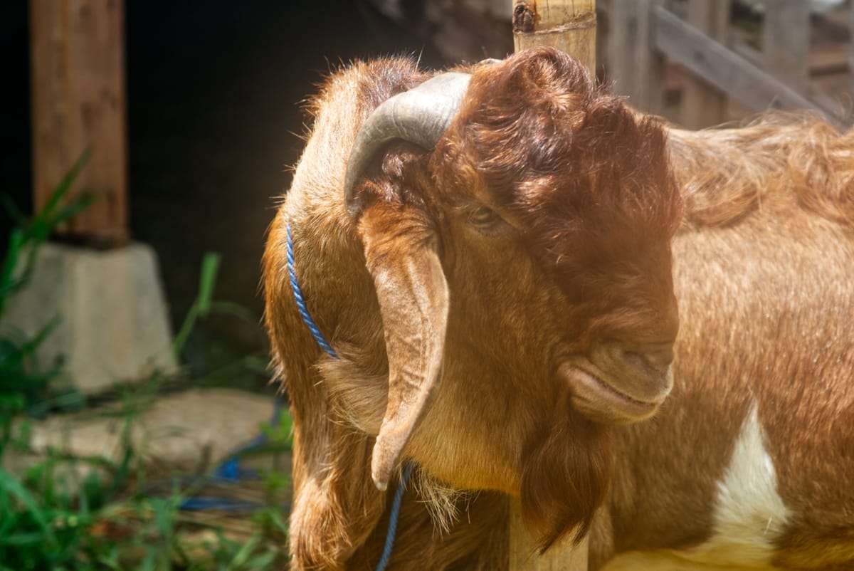 Crossboer Jerabang 5