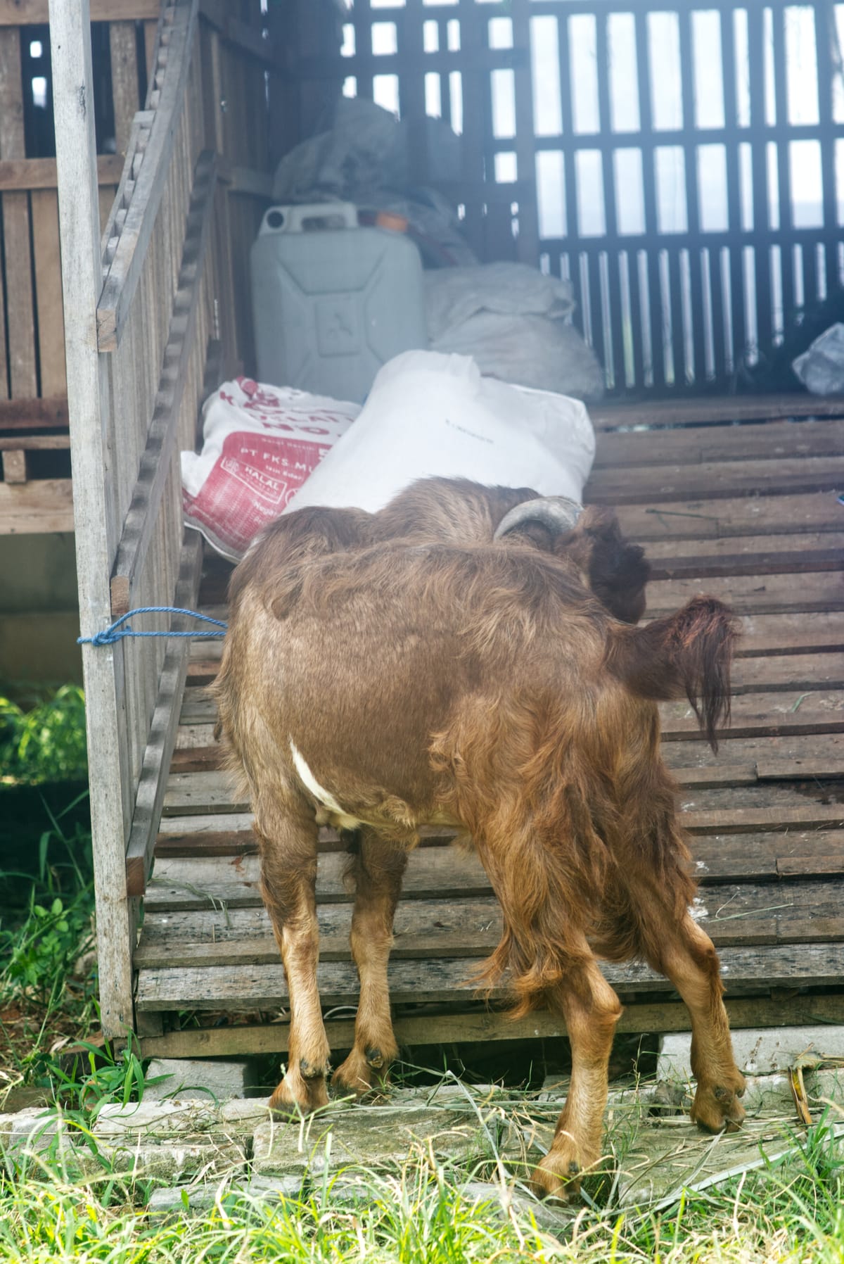 Crossboer Jerabang 6