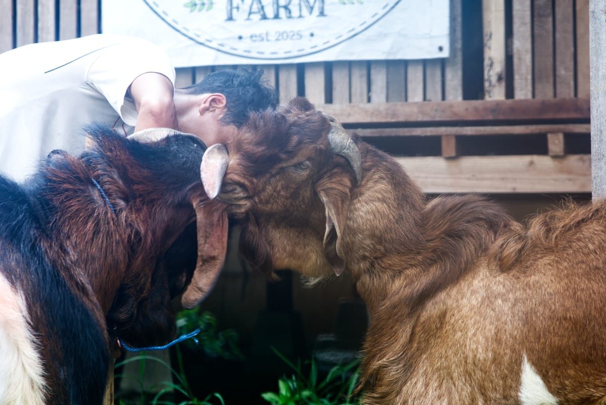 Crossboer Jerabang 7