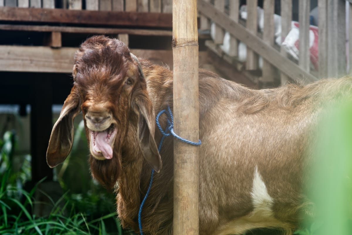 Crossboer Jerabang 8