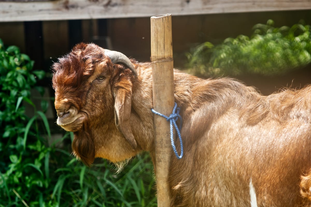 Crossboer Jerabang 9