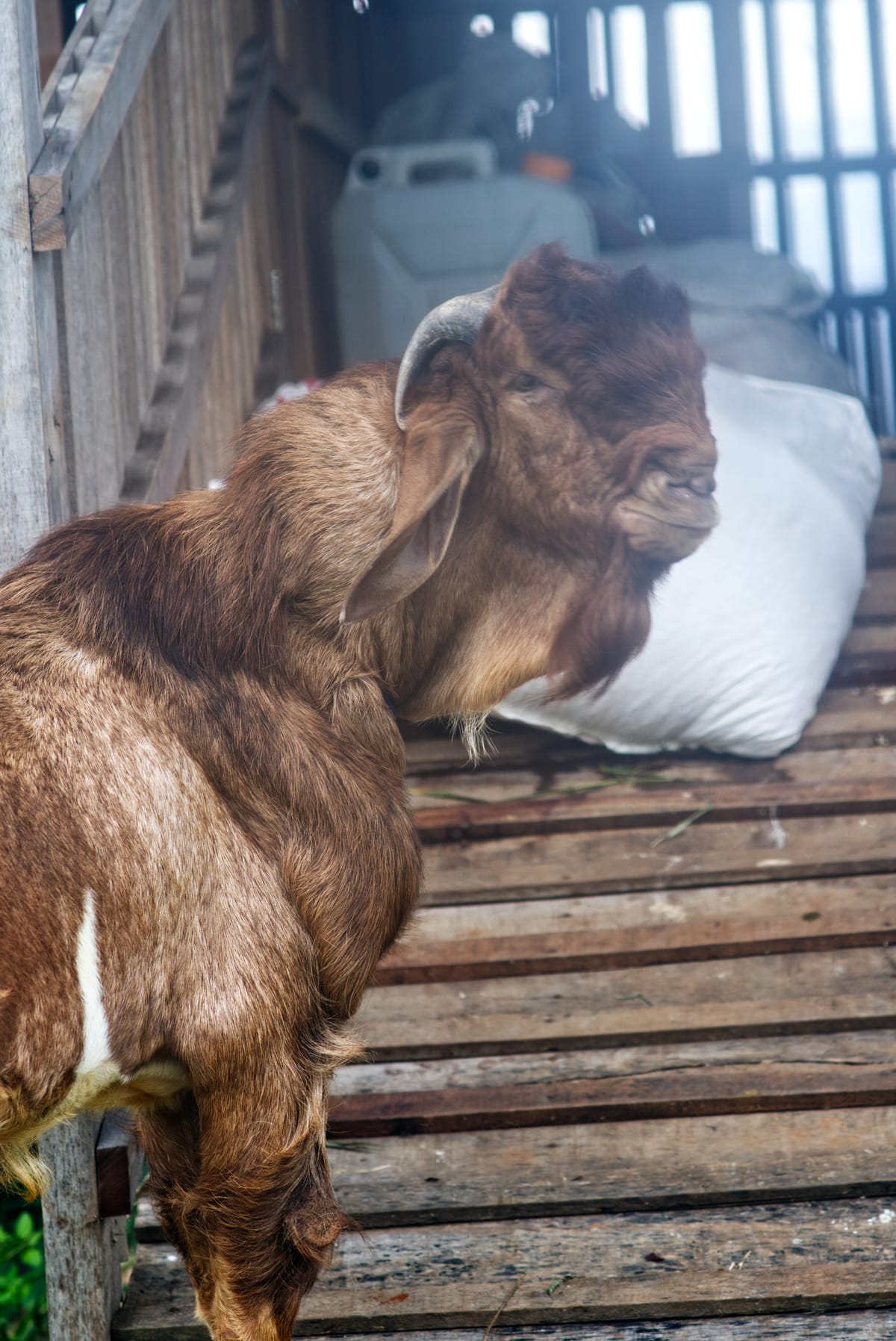 Crossboer Jerabang 10