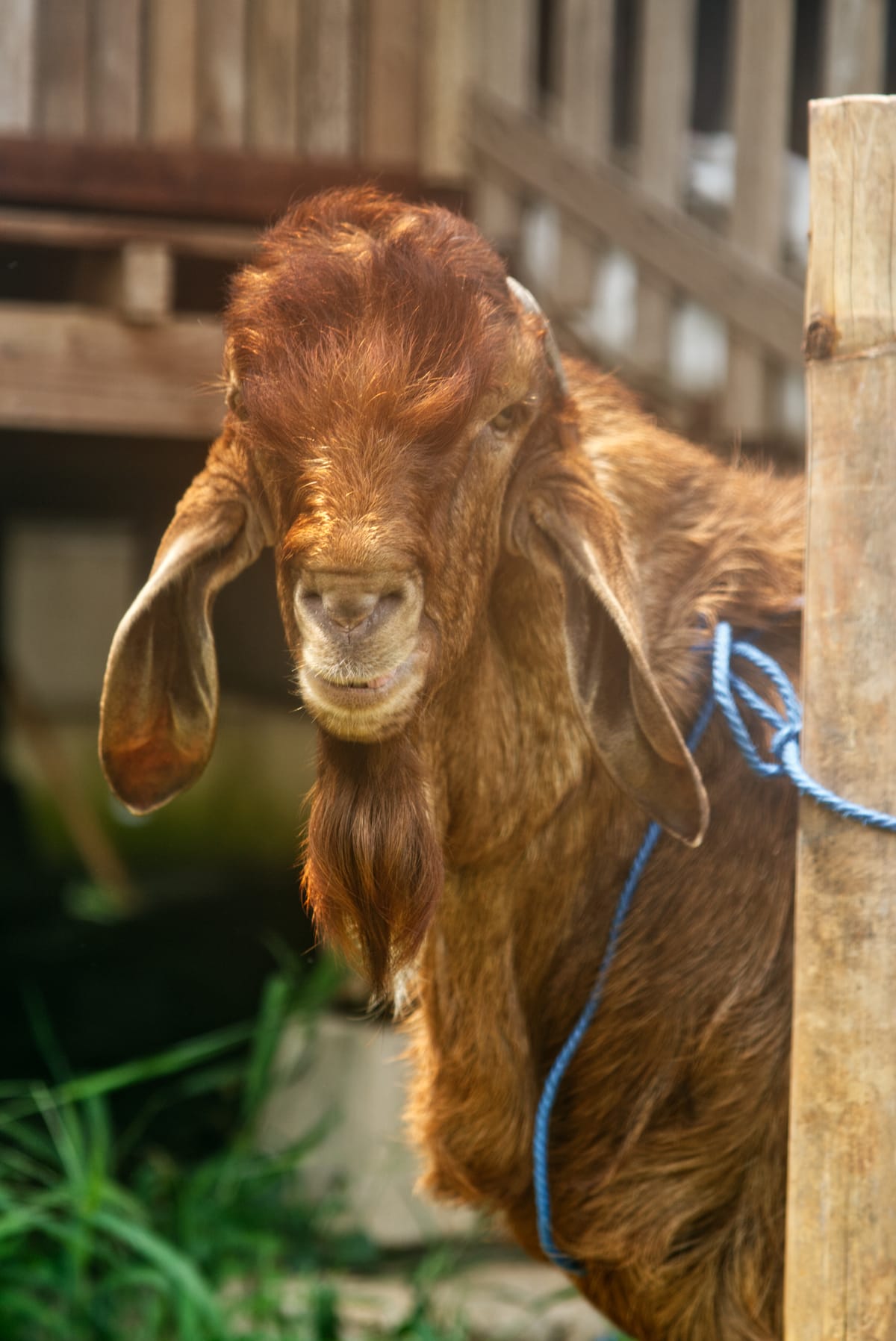 Crossboer Jerabang 12