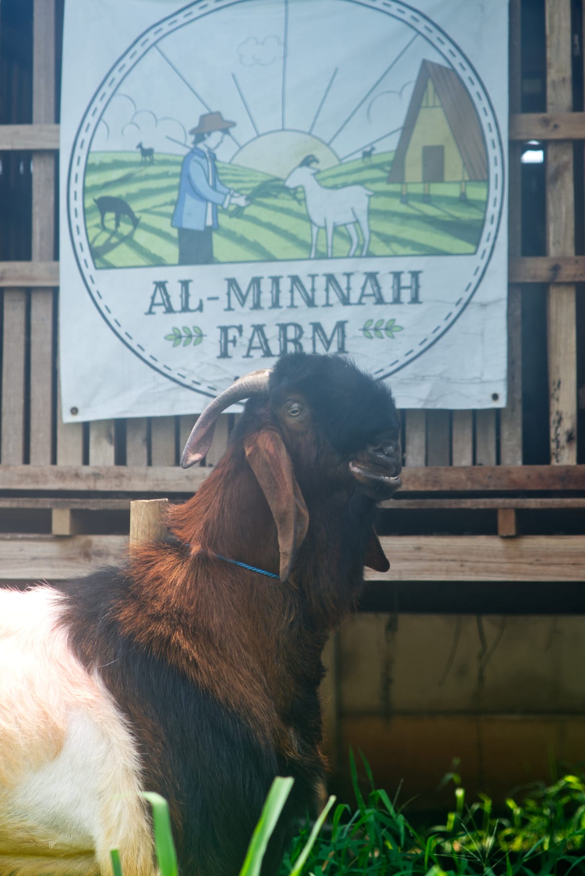 Crossboer Putih Kepala Merah