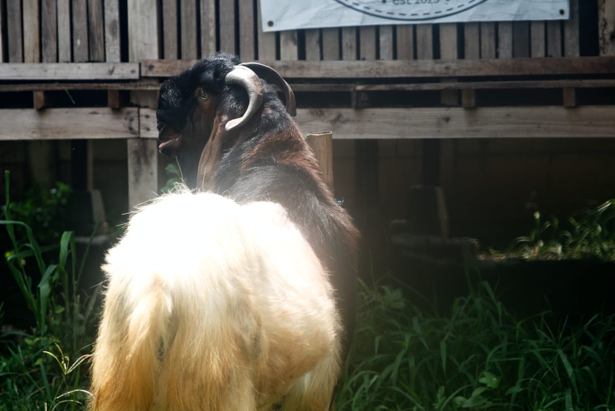 Crossboer Putih Kepala Merah 2