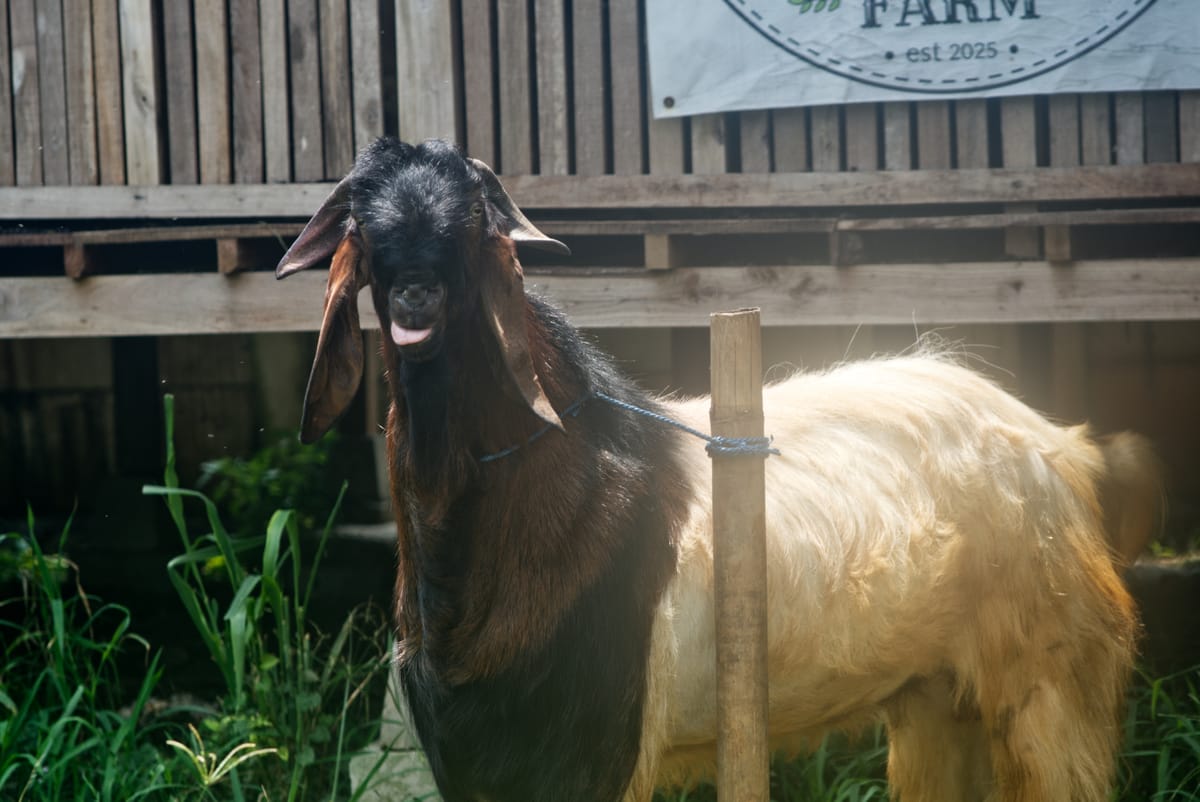 Crossboer Putih Kepala Merah 3