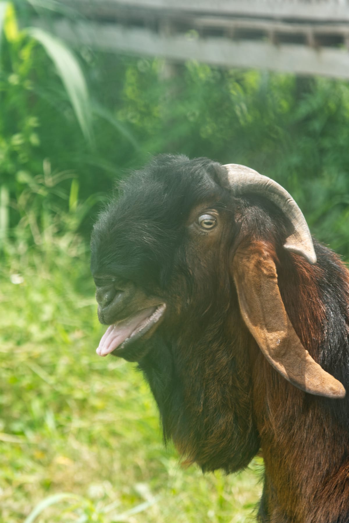Crossboer Putih Kepala Merah