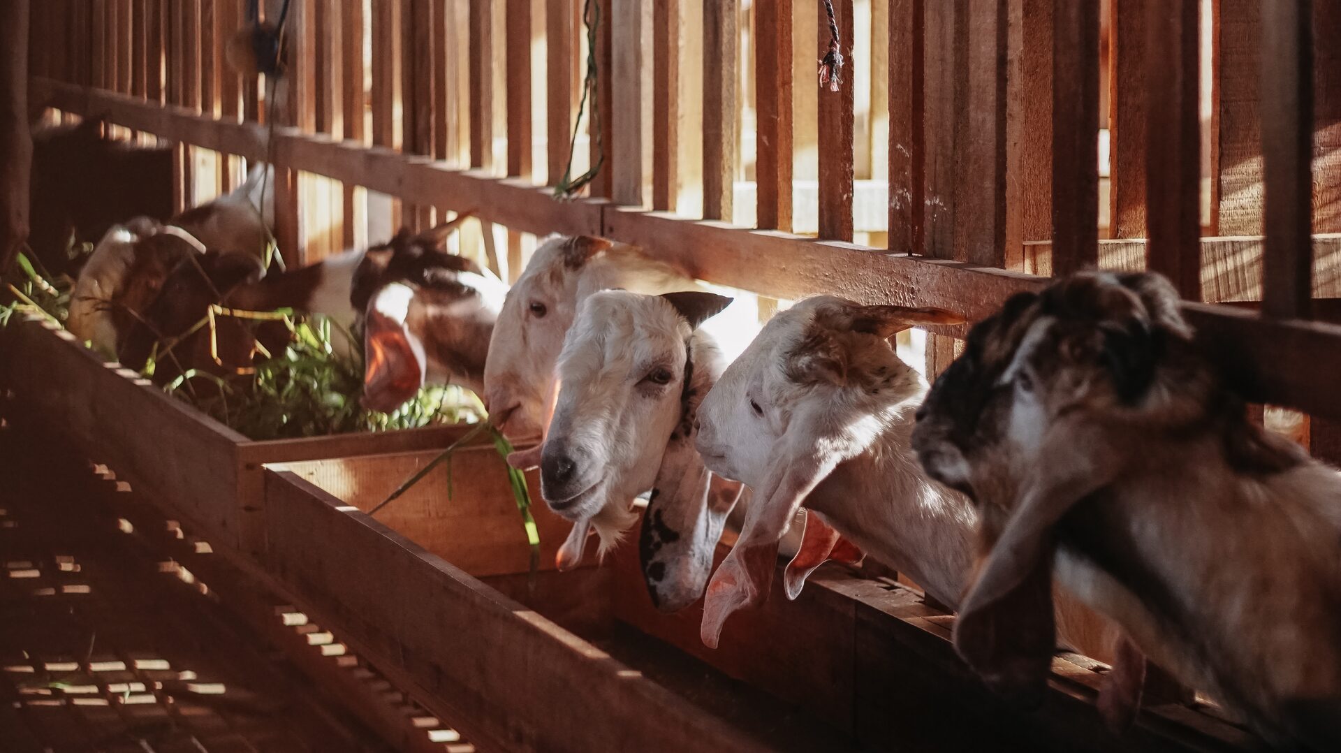 Mengapa Kita Berqurban?